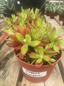 Crassula 'Campfire'