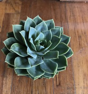 Types of Succulent Pictures