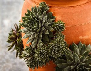 Types of Succulent Pictures