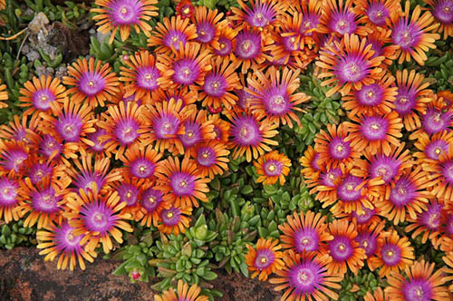 Orange and Purple ice plant - Image by mika irene goldammer from Pixabay