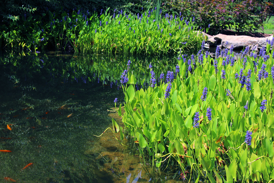Pickerelweed Pontederia cordata in a pond Guzmans Garden Centers