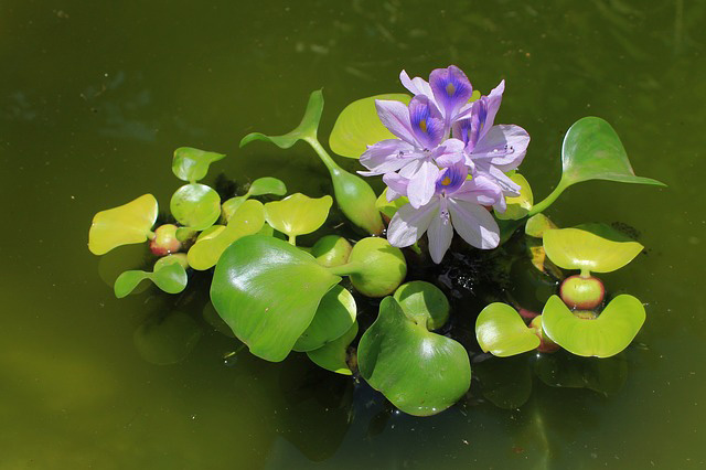 waterhyacinth Guzmans Garden Centers Water Plants Small Ponds