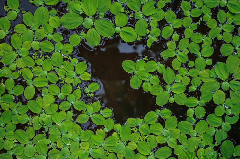 Pistia Green Plants On Water Guzmans Garden Centers Water Plants Small Ponds