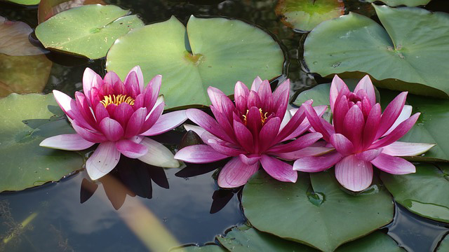 Water Plants Small Ponds - Guzman's Garden Centers