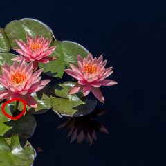 water-lotus-plant2
