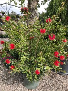 Bottle Brush Plant