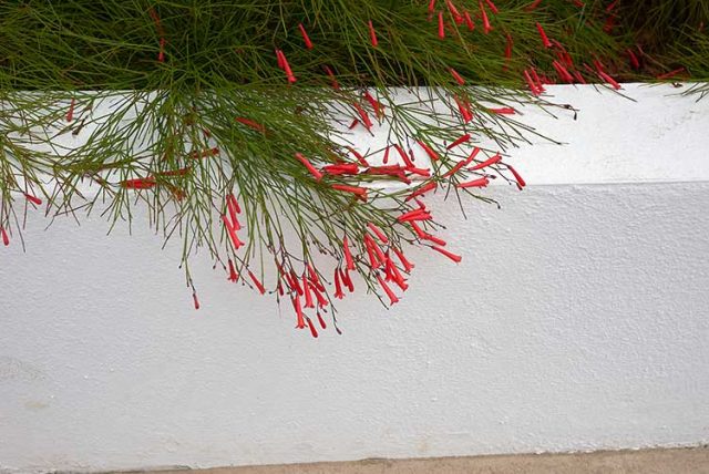 The Firecracker Plant - Care and planting