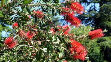 This a versatile plant that will produce dark red bottle brush-like blooms during the spring and into early summer.  It is a drought-tolerant