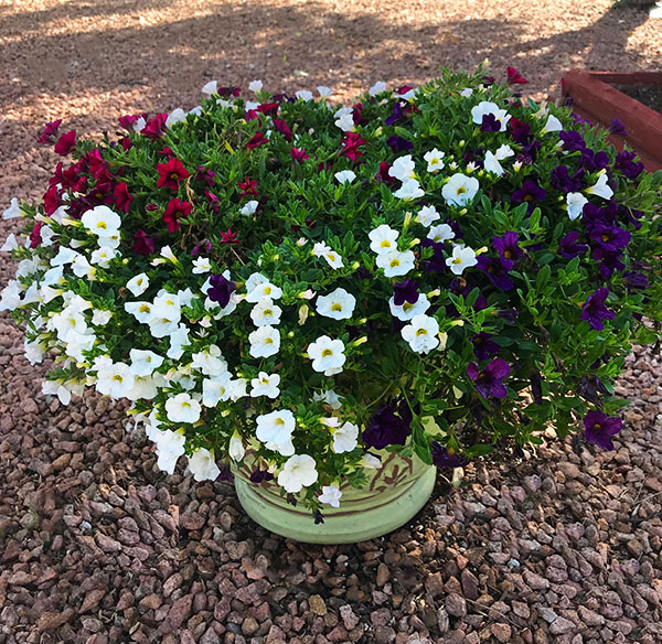 Easy Colorful Container Garden Ideas - Guzman's Garden Centers