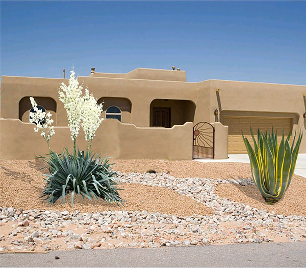 Yuccas for Landscaping