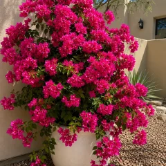 Bougainvillea flowering plant