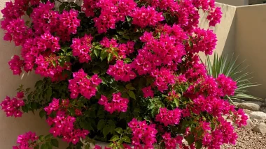 Bougainvillea flowering plant