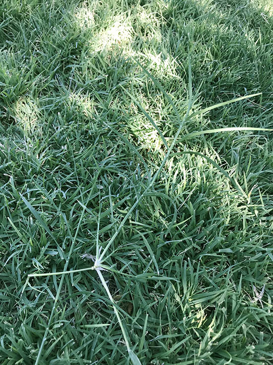 is bermuda grass poisonous to dogs