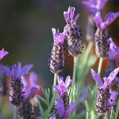 bunny-ears-lavender2