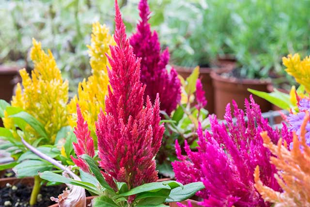 Colorful Celosia Plants Celosia Plant Care