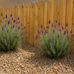 Water Smart Plants