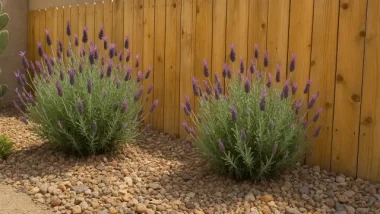 Water Smart Plants