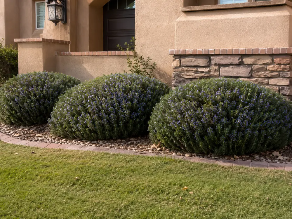 How to grow Rosemary in the Desert Southwest How to grow Rosemary in the Desert Southwest