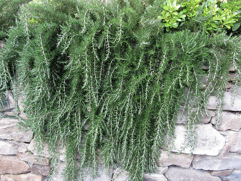 Weeping Trailing Rosemary Plant Cascading Down A Rock Wall Guzmans Garden Centers