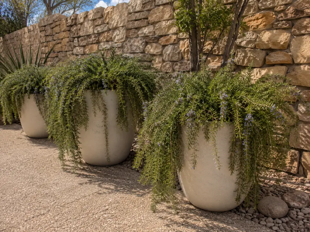 How to grow Rosemary in the Southwest Trailing Rosemary in Pots