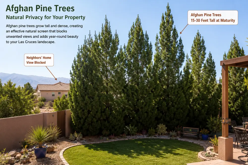 Afghan Pine Trees blocking view of neighbor's yard Afghan Pine Trees blocking view of neighbor's yard