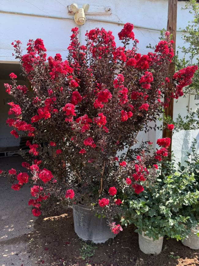 Ebony Fire Crape Myrtle Landscaping with Crape Myrtles