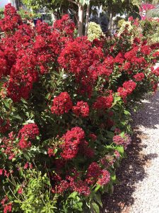 Red Flowering Crape Myrtles