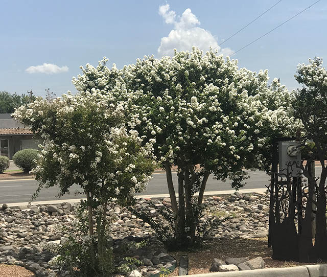 Natchez Crape Myrtle The White Lagerstroemia 'Natchez' Crape Myrtle