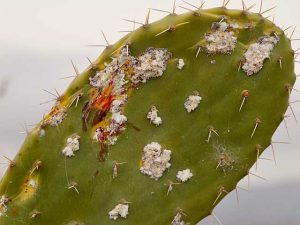 Cochineal on a cactus paddle Cochineal on a cactus paddle