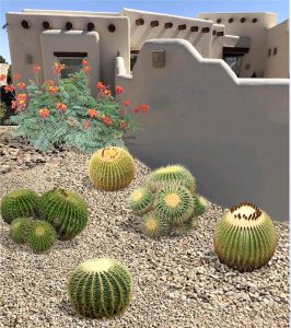 Small Desert Plants