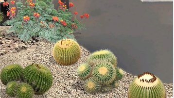 Small Desert Plants
