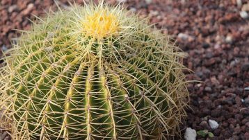 Golden barrel cactus plants