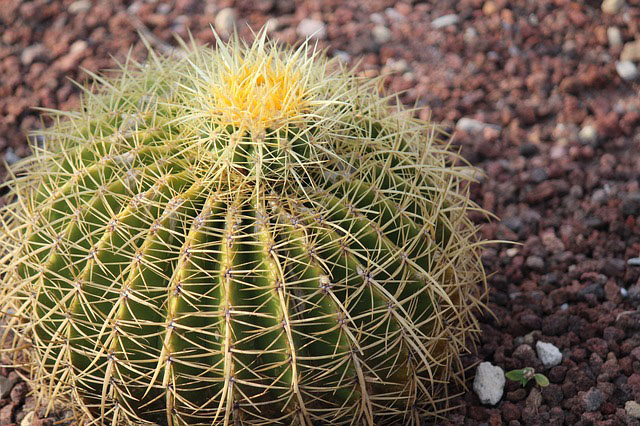 Golden barrel cactus plants