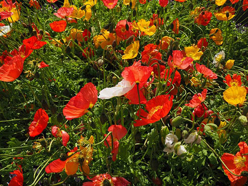 Poppies in the Southwest