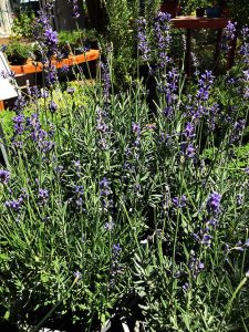Plants that attract bees   The Lavender Plants