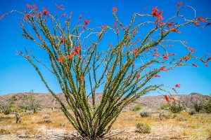 The Ocotillo Plant - Guzman's Garden Centers