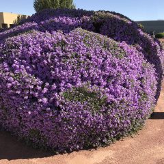 Texas sage bushes in Las Cruces