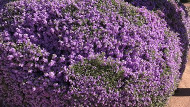 Texas sage bushes in Las Cruces