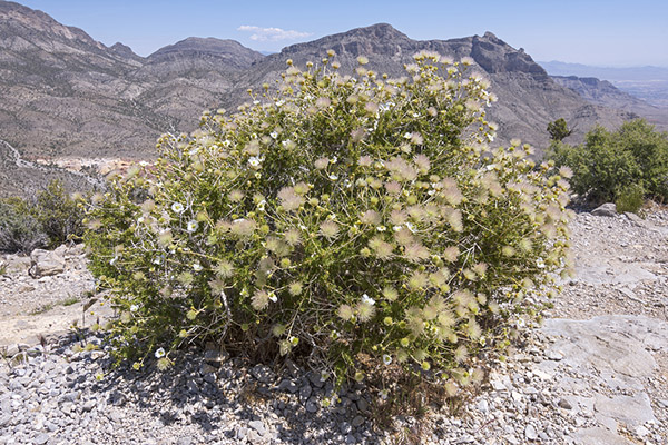 Plants of the Southwest