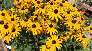 Black-Eyed Susan Plant