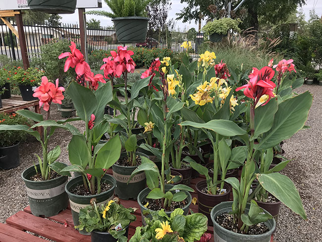 Canna Lily Plant Care