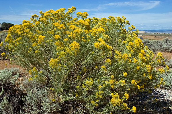 Desert plants southwest