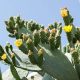 Prickly Pear Cactus Care