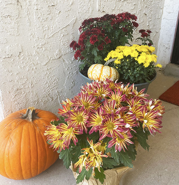 Mums for October Planting