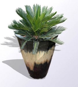 Sago Palm in a pot Sago Palm in a pot Toxic to cats and dogs