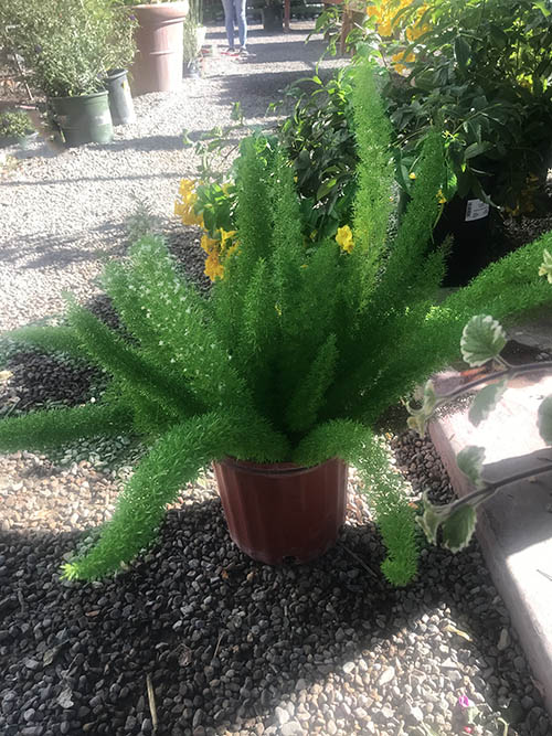 asparagusferninpot Guzmans Garden Centers