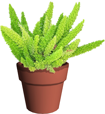 asparagusfernterracotta Guzmans Garden Centers Asparagus Fern in a pot