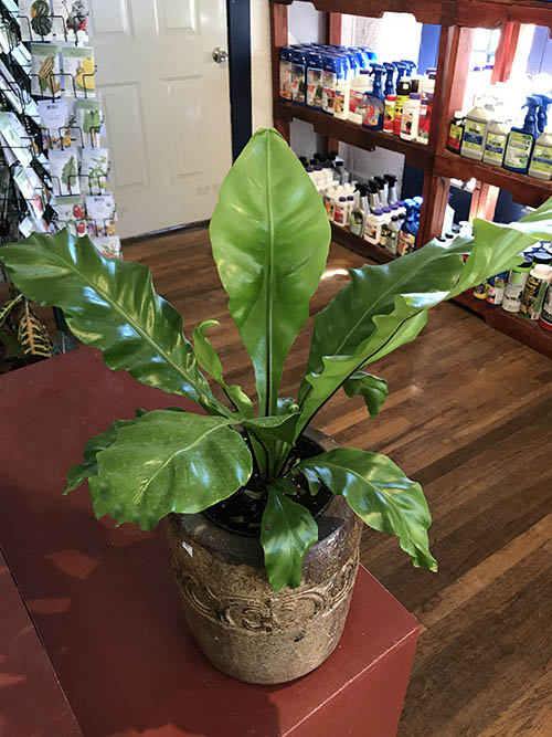 birdsnestferninpot Guzmans Garden Centers Indoor Fern Plant Care