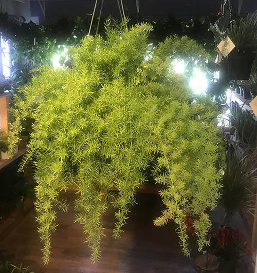 hangingfern Guzmans Garden Centers Care of Fern Plants