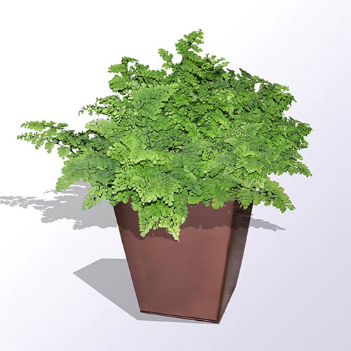 maidenhairfernpot Guzmans Garden Centers Indoor Fern Plant Care